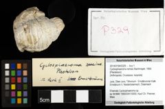 Foto (Objekt + Etiketten) von Cyclosphaeroma remesi (Bachmayer, 1955) 